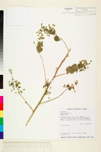 中文種名:圓葉金午時花學名:Sida cordifolia L.