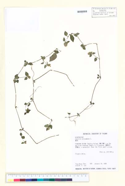 中文種名:爵床學名:Justicia procumbens L.