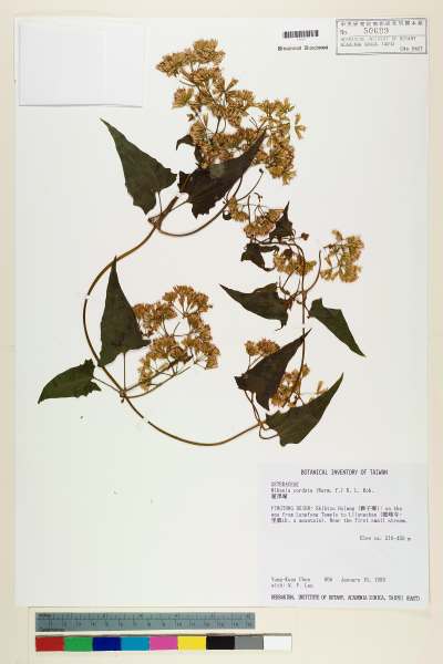 中文種名:蔓澤蘭學名:Mikania cordata (Burm. f.) B. L. Rob.