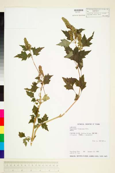 中文種名:台灣刺蕊草(尖尾鳳、節節紅)學名:Pogostemon formosanus Oliv.