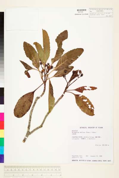 中文種名:山枇杷(台灣枇杷)學名:Eriobotrya deflexa (Hemsl.) Nakai