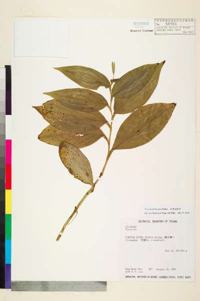 中文種名:台灣油點草學名:Tricyrtis formosana Baker