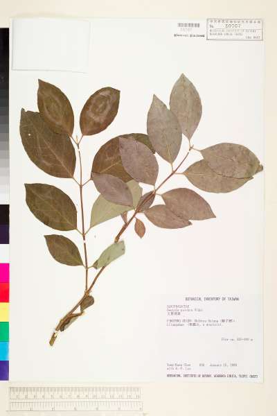 中文種名:大葉溲疏學名:Deutzia pulchra Vidal