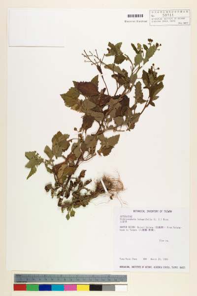 中文種名:茯苓菜學名:Dichrocephala integrifolia (L. f.) Kuntze