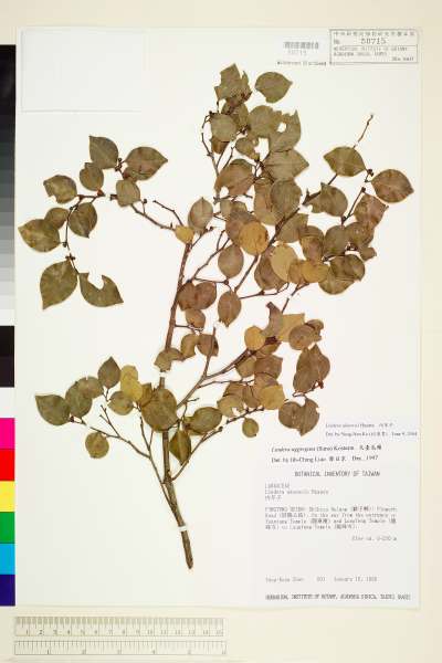 中文種名:內苳子學名:Lindera akoensis Hayata