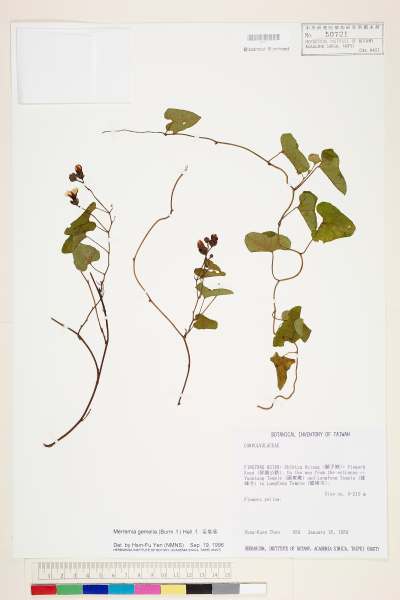 中文種名:菜欒藤學名:Merremia gemella (Burm. f.) Hallier f.