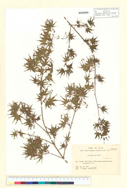 中文種名:Acer palmatum Thunb.學名:Acer palmatum Thunb.