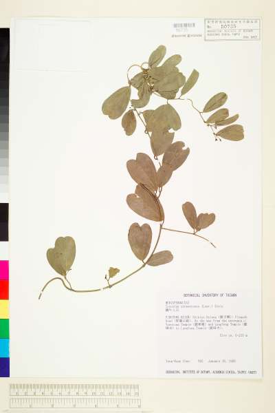 中文種名:細葉鐵牛入石學名:Cocculus sarmentosus (Lour.) Diels