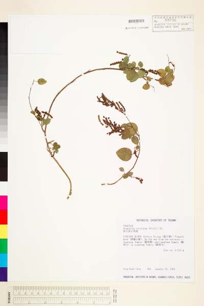 中文種名:絨毛葉山螞蝗學名:Desmodium velutinum (Willd.) DC.