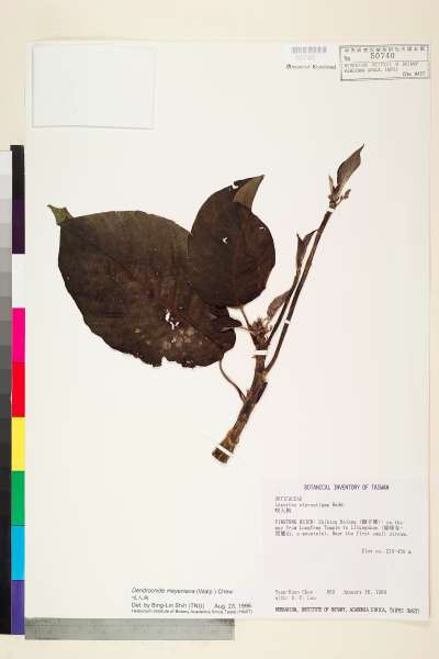 中文種名:咬人狗學名:Dendrocnide meyeniana (Walp.) Chew