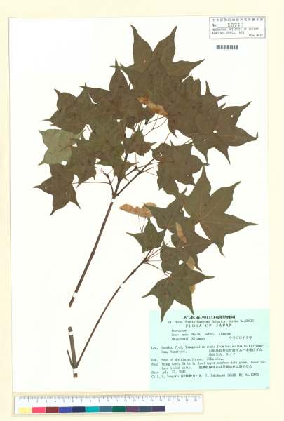 中文種名:Acer mono subsp. glaucum (Koidz.) Kitam.學名:Acer mono subsp. glaucum (Koidz.) Kitam.