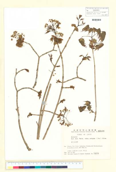 中文種名:Acer mono subsp. ambiguum (Dippel) Kitam學名:Acer mono subsp. ambiguum (Dippel) Kitam