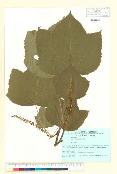 中文種名:Acer nipponicum HARA學名:Acer nipponicum HARA