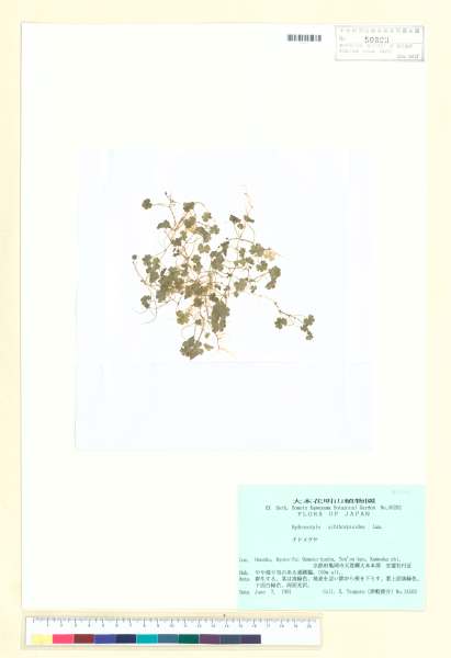 中文種名:天胡荽學名:Hydrocotyle sibthorpioides Lam.