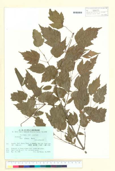 中文種名:Acer ginnala Maxim.學名:Acer ginnala Maxim.