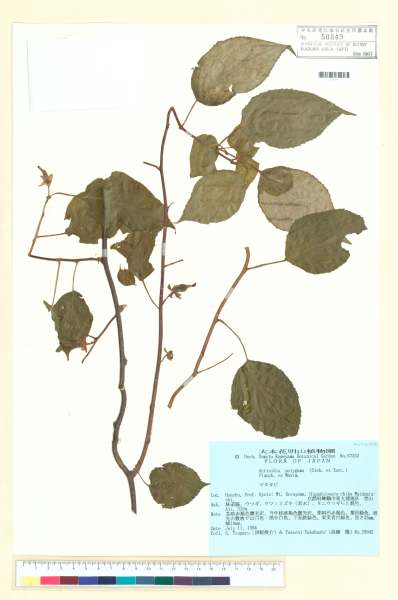 中文種名:Actinidia polygama (Siebold & Zucc.) Planch. ex Maxim.學名:Actinidia polygama (Siebold & Zucc.) Planch. ex Maxim.