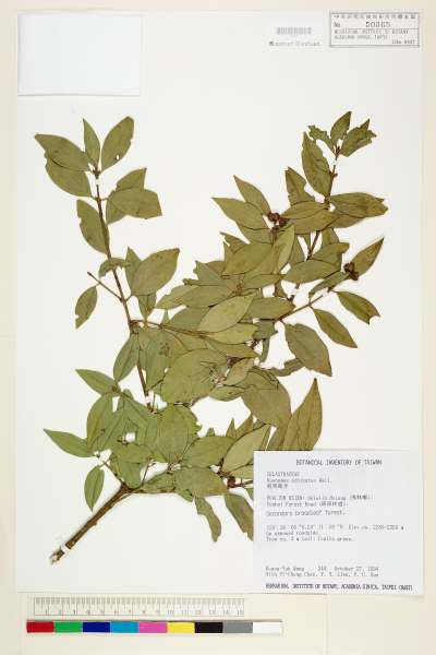 中文種名:刺果衛矛學名:Euonymus echinatus Wall.