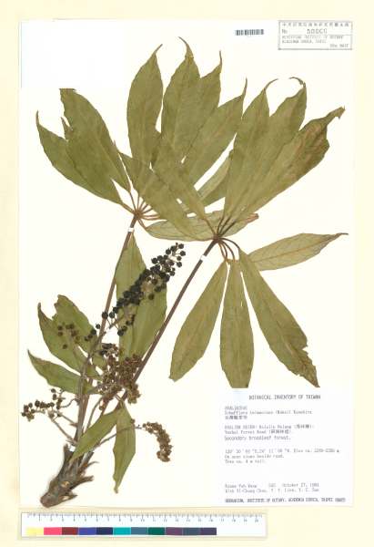中文種名:台灣鵝掌柴學名:Schefflera taiwaniana (Nakai) Kanehira