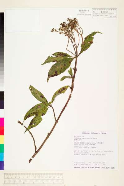 中文種名:狹瓣八仙花學名:Hydrangea angustipetala Hayata