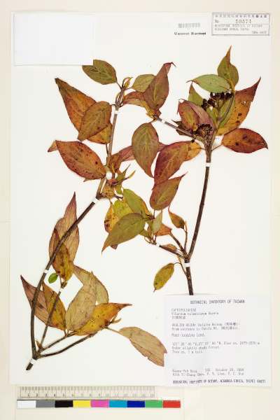 中文種名:台灣莢蒾學名:Viburnum taiwanianum Hayata