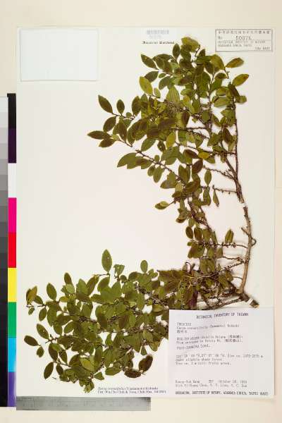 中文種名:假柃木學名:Eurya crenatifolia (Yamamoto) Kobuski