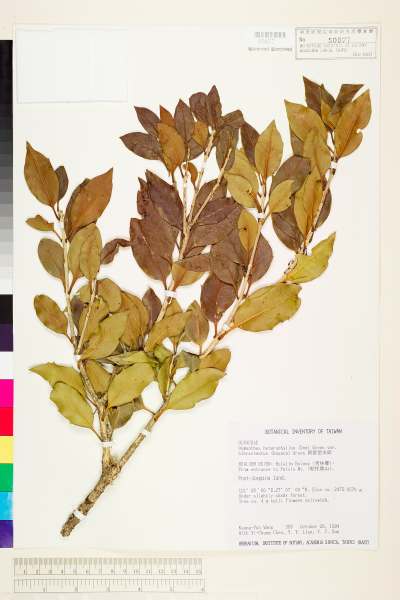 中文種名:異型葉木犀學名:Osmanthus heterophyllus (Don) Green var. bibracteatus (Hayata) Green