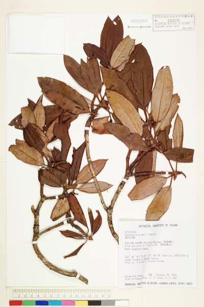 中文種名:森氏杜鵑學名:Rhododendron morii Hayata