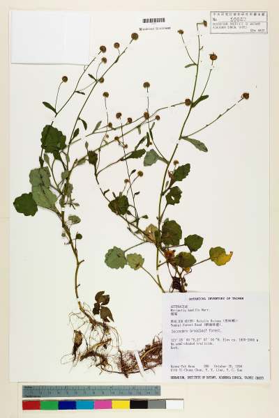 中文種名:矮菊學名:Myriactis humilis Merr.