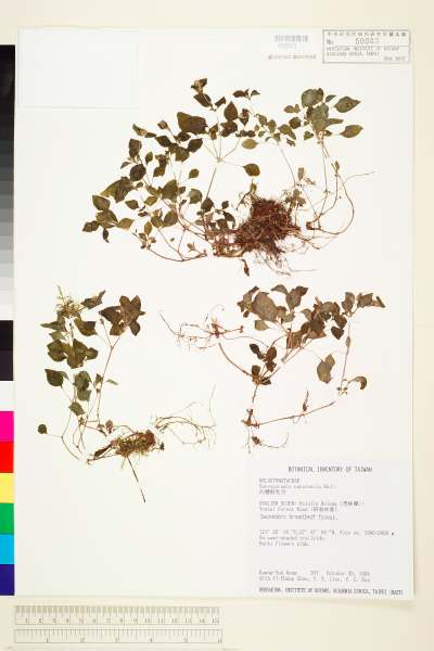 中文種名:肉穗野牡丹學名:Sarcopyramis napalensis Wall.