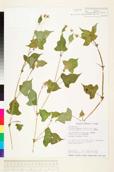 中文種名:戟葉蓼學名:Polygonum thunbergii Sieb. & Zucc. forma. biconvexum (Hayata) Liu, Ying & Lai