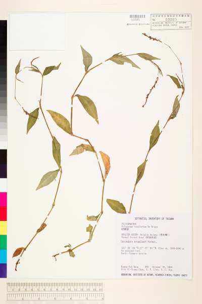 中文種名:睫穗蓼學名:Polygonum longisetum De Bruyn