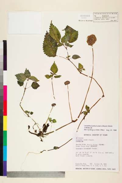 中文種名:長梗盤花麻學名:Lecanthus peduncularis (Wall. ex Royle) Wedd.