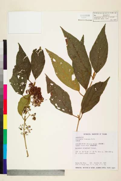 中文種名:杜虹花(台灣紫珠)學名:Callicarpa formosana Rolfe