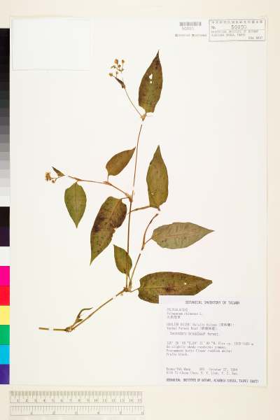 中文種名:火炭母草(清飯藤)學名:Polygonum chinense L.