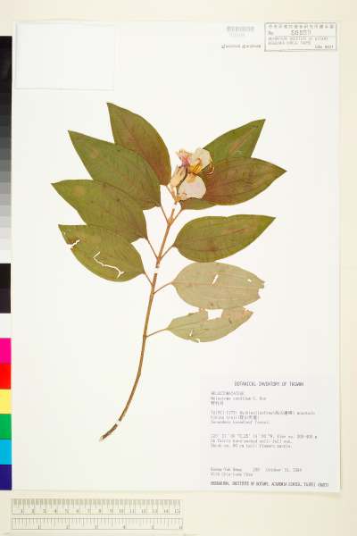 中文種名:野牡丹學名:Melastoma candidum D. Don