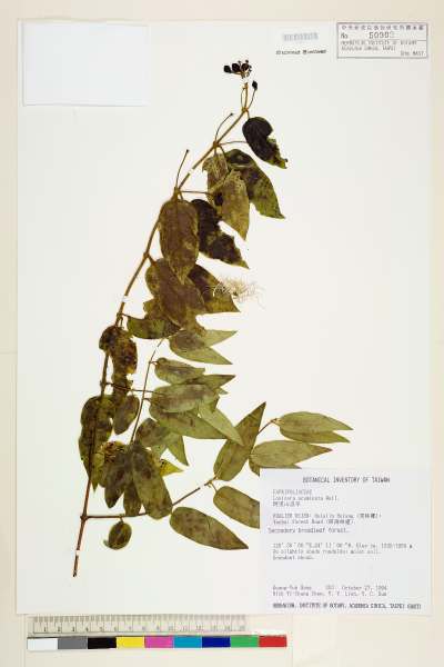 中文種名:阿里山忍冬學名:Lonicera acuminata Wall.