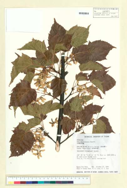 中文種名:台灣紅榨槭學名:Acer morrisonense Hayata