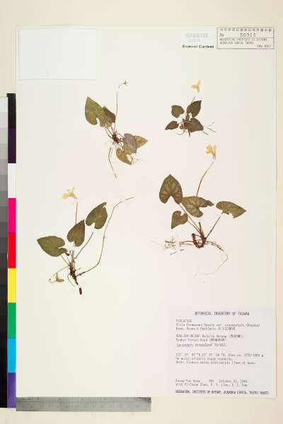 中文種名:川上氏堇菜學名:Viola formosana Hayata var. stenopetala (Hayata) Wang, Huang & Hashimoto