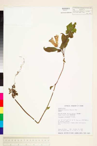 中文種名:台灣半蒴苣苔(角桐草)學名:Hemiboea bicornuta (Hayata) Ohwi