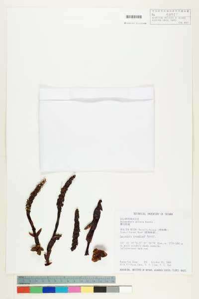 中文種名:穗花蛇菰學名:Balanophora spicata Hayata