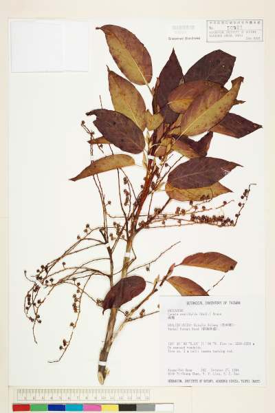中文種名:南燭學名:Lyonia ovalifolia (Wall.) Drude