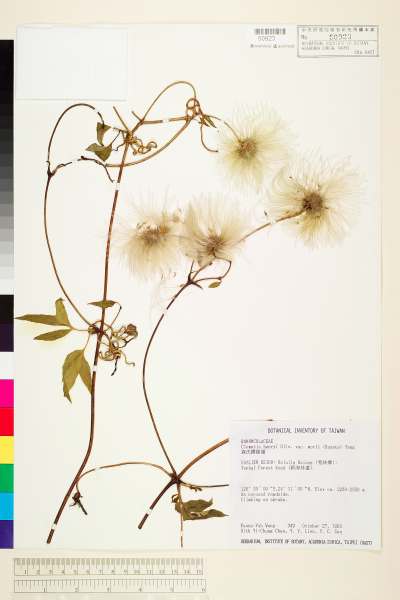 中文種名:森氏鐵線蓮學名:Clematis henryi var. morii (Hayata) T.Y. Yang & T.C. Huang