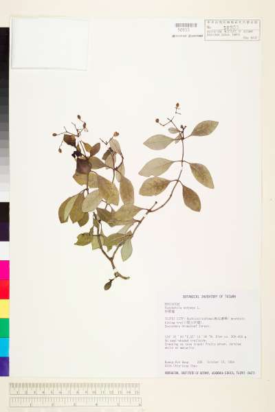 中文種名:拎壁龍(風不動藤)學名:Psychotria serpens L.