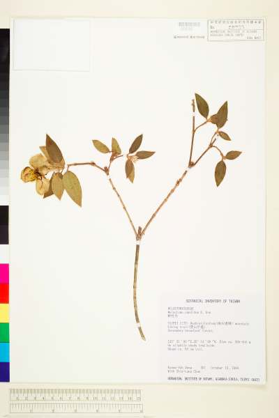 中文種名:野牡丹學名:Melastoma candidum D. Don