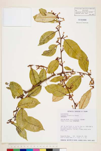 中文種名:慈恩胡頹子學名:Elaeagnus grandifolia Hayata