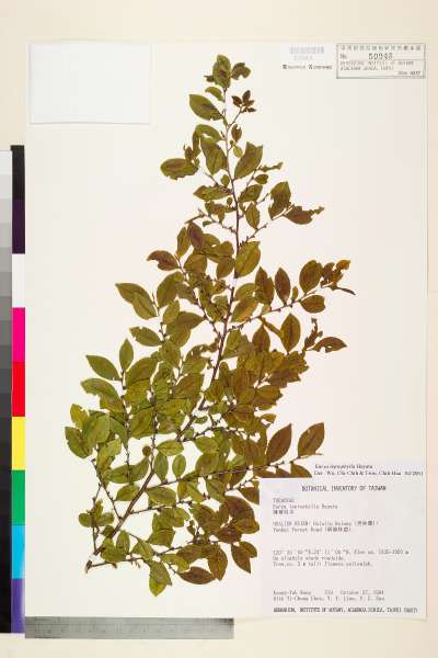 中文種名:薄葉柃木學名:Eurya leptophylla Hayata