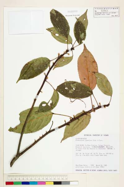 中文種名:薯豆學名:Elaeocarpus japonicus Sieb. & Zucc.