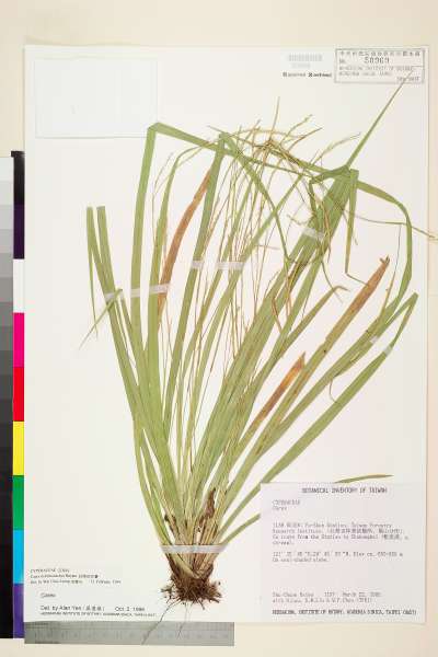 中文種名:長穗宿柱薹學名:Carex dolichostachya Hayata