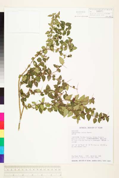 中文種名:伏牛花學名:Damnacanthus indicus Gaertn.
