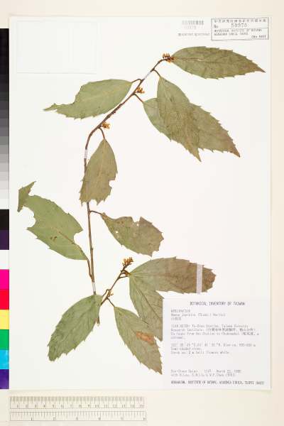中文種名:山桂花學名:Maesa japonica (Thunb.) Moritzi ex Zoll.